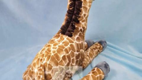 Giraffe Greta liegt