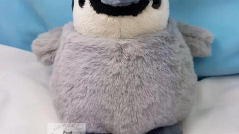 Pinguin Flaupi frontal